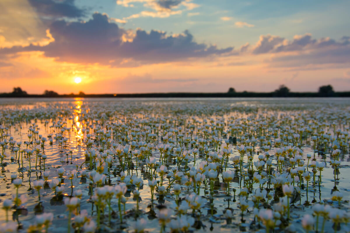 Delta Dun rii Totul Despre Locuri Faun Flor 